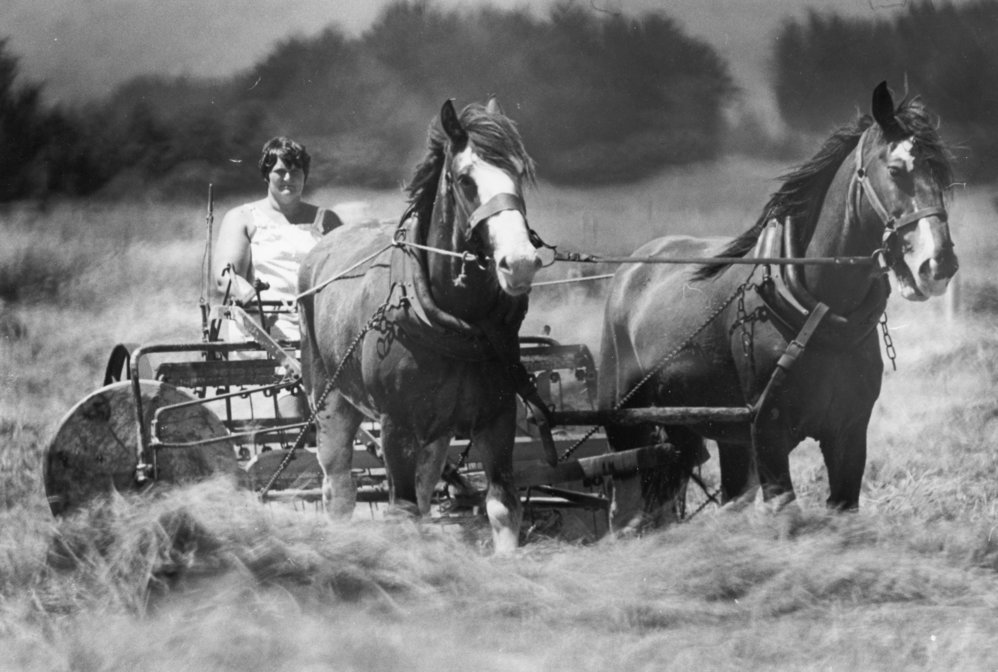 Woman Drives Horse Drawn Farm Vehicle