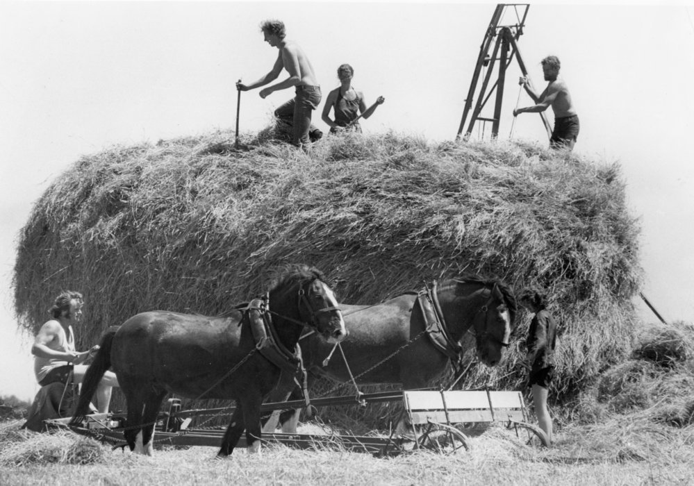 Haymaking in Hawke's Bay
