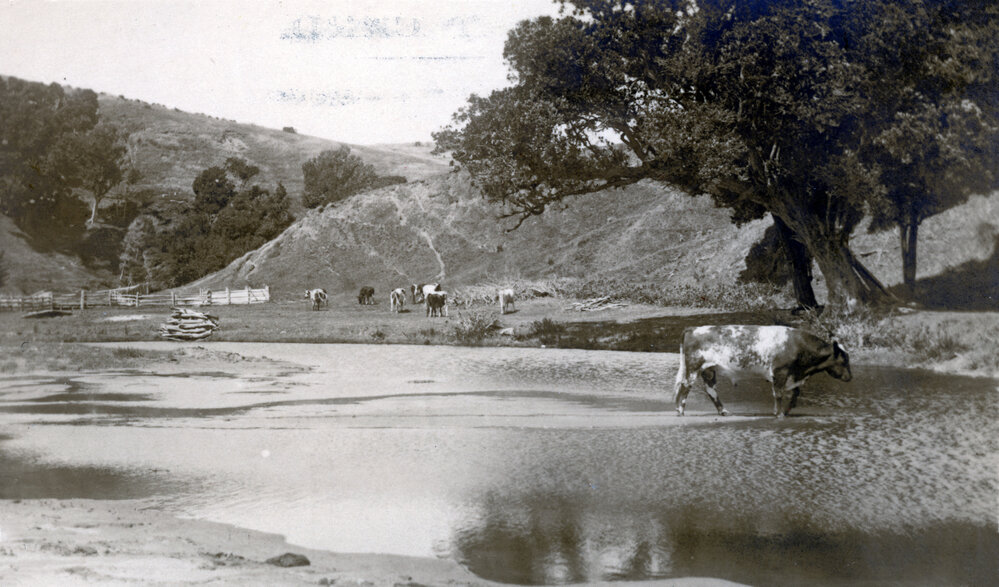 Cattle in Rural Setting