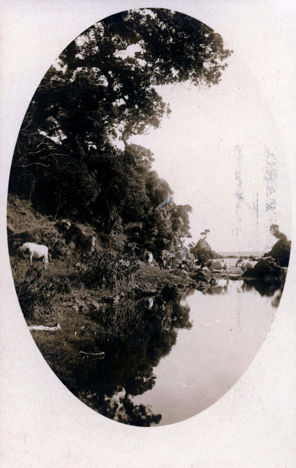 Cattle on Hill