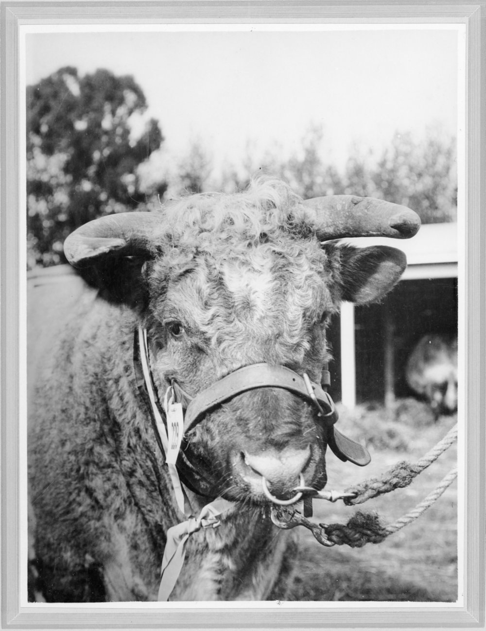 Sir Douglas MacLean's Champion Shorthorn bull.