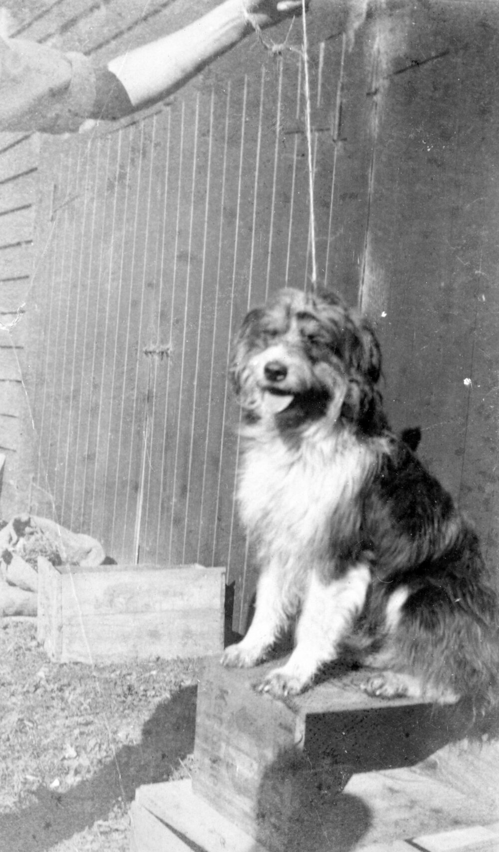 Photograph of a Dog Sitting on Box