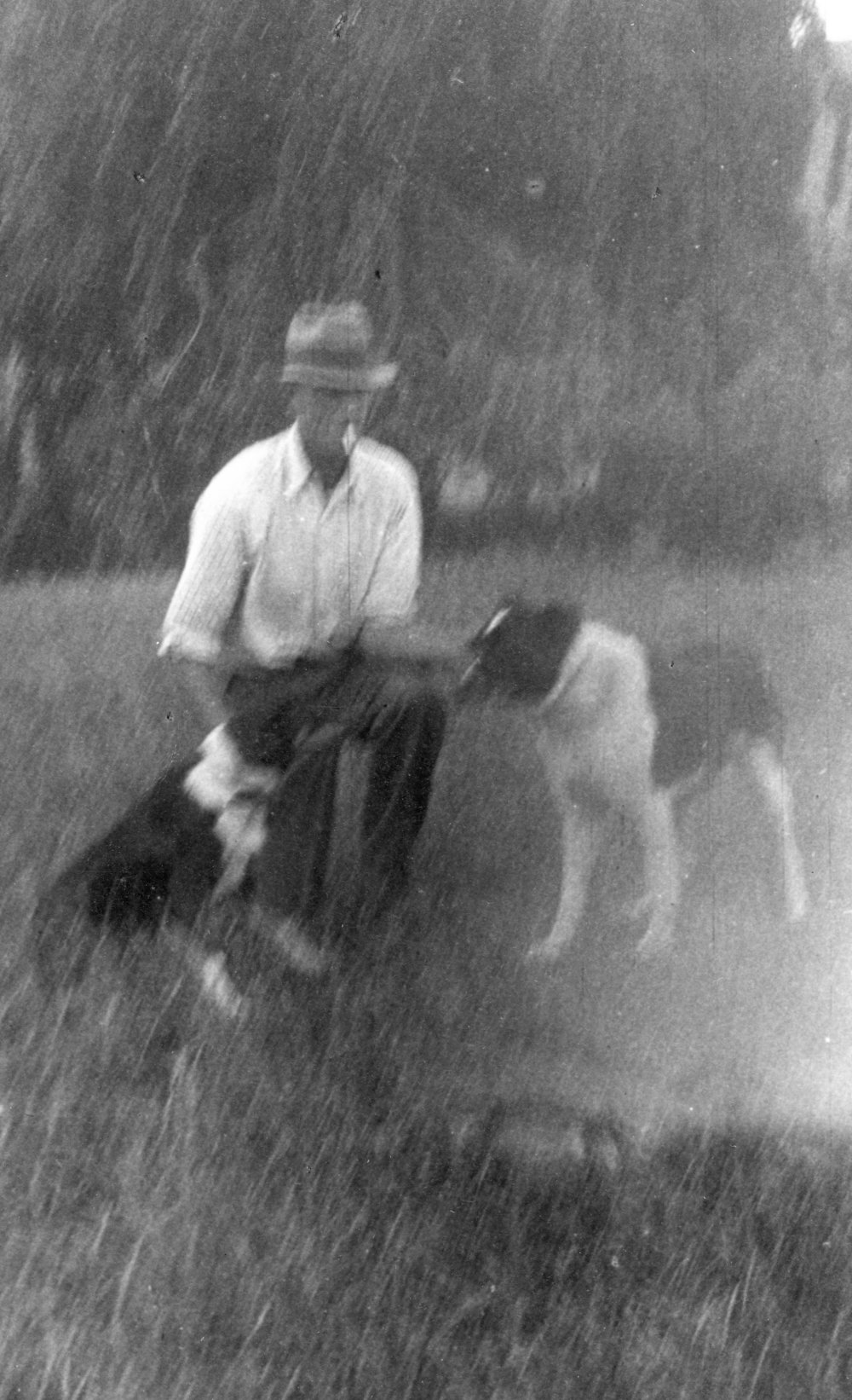 Man with Two Farm Dogs