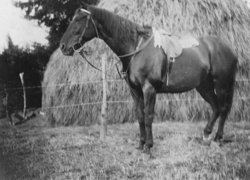 Horse in Front of Haystack