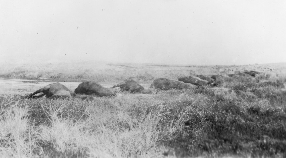 Mounted Rifles Horses Killed in Palestine