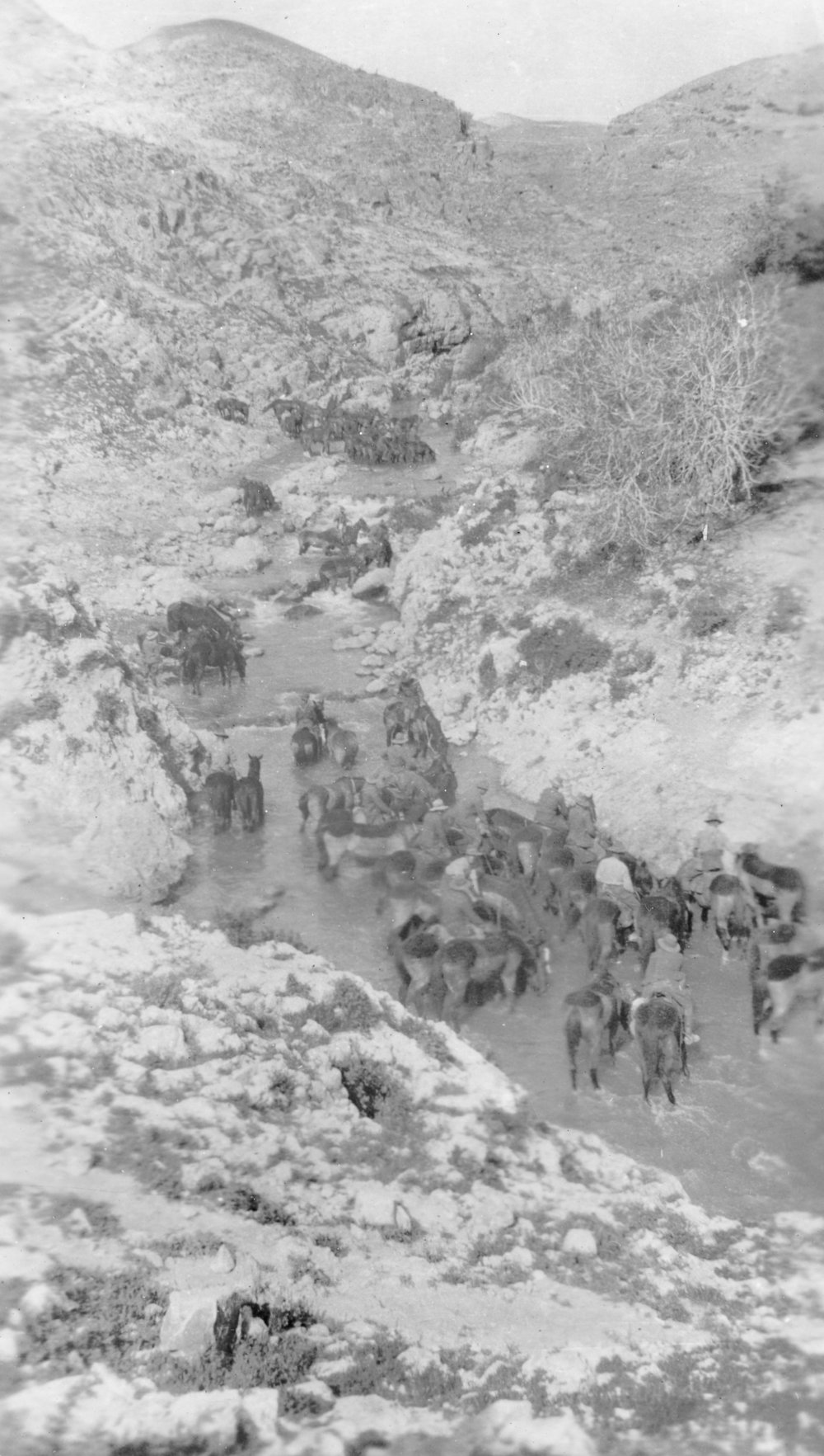 Wellington Mounted Rifles Watering Horses, Palestine
