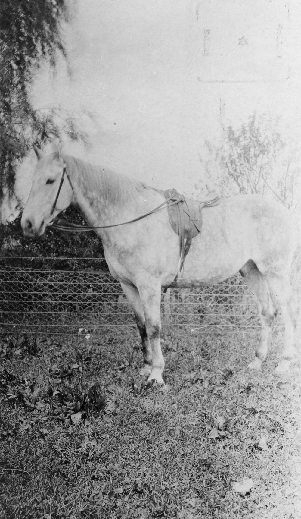 Grey Horse Belonging to Wellwood Family