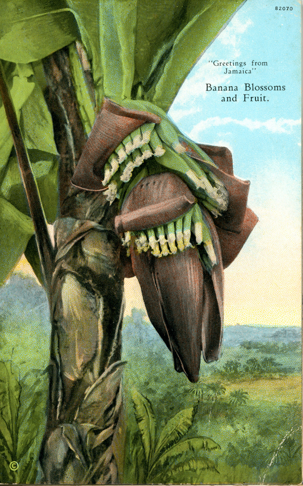 Banana Blossoms and Fruit, Jamaica