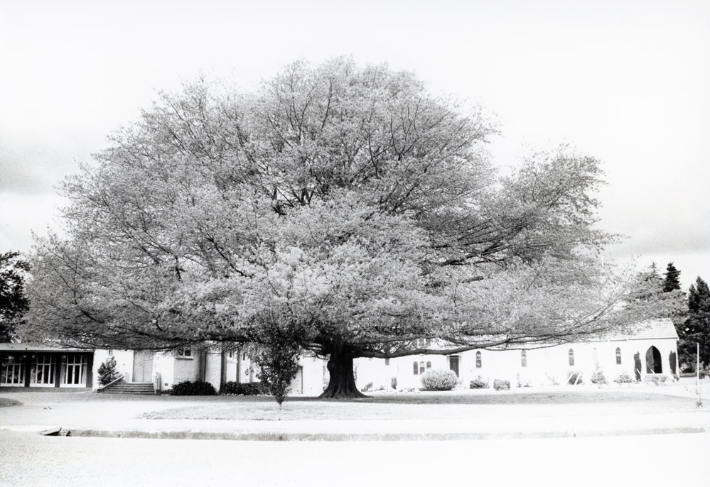 Oak Tree at St Luke's Anglican Church