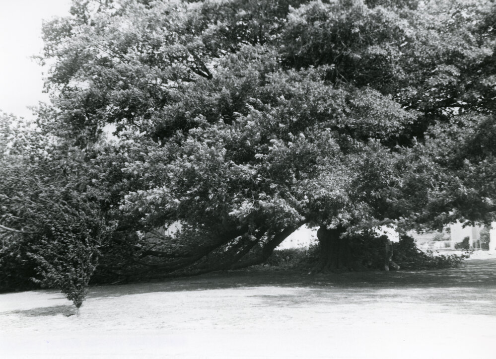 Damaged Oak Tree, St Luke's Church, Havelock North