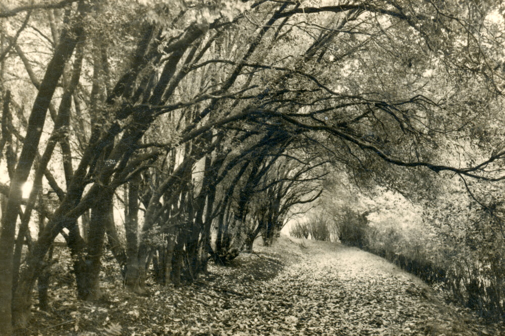 Trees and Path at Peloha, Havelock North