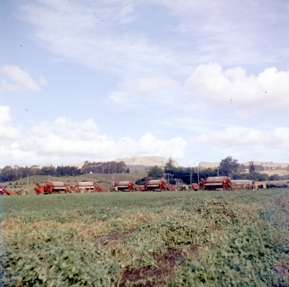 Pea Harvesting