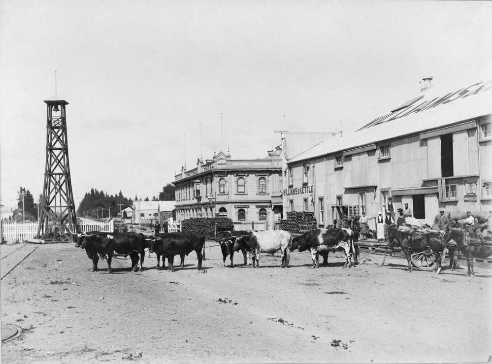 Bullock Team at Railway Yards, Hastings