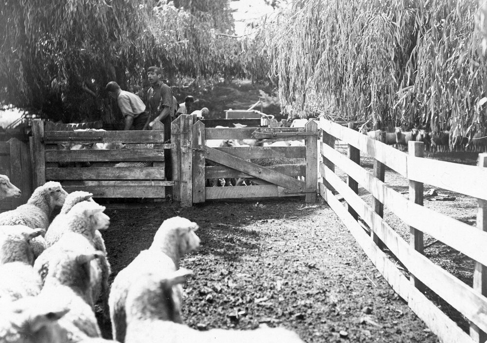 Sheep Dipping at Fernhill
