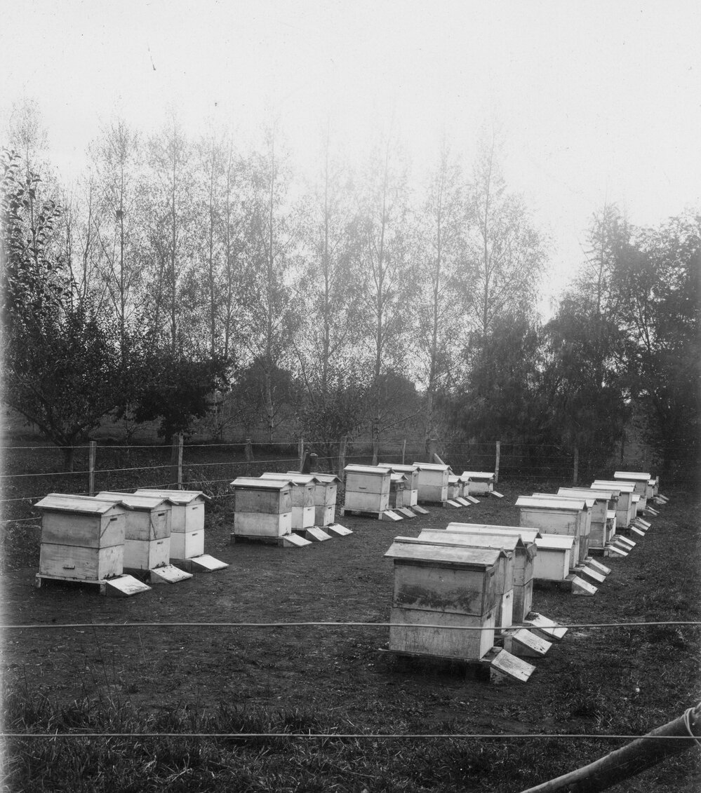 Beehives at Fernhill