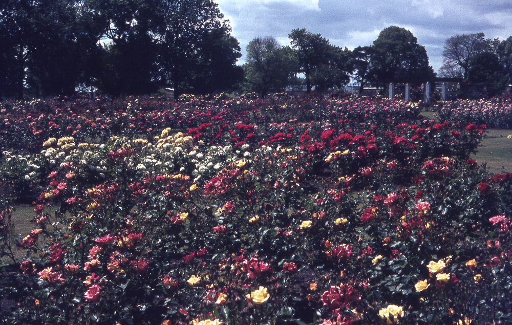 Frimley Park Rose Garden