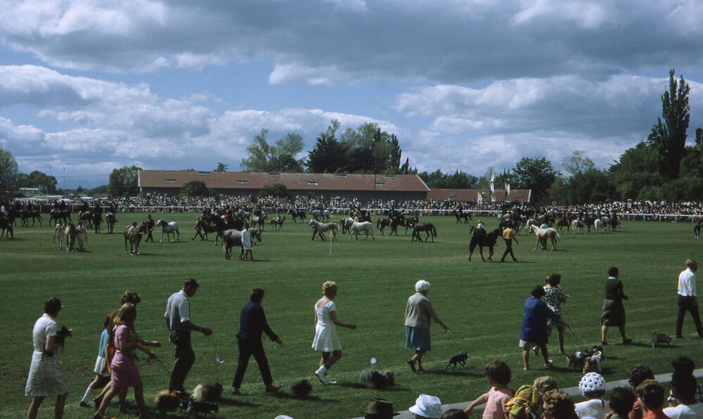 A &amp; P Show Hastings