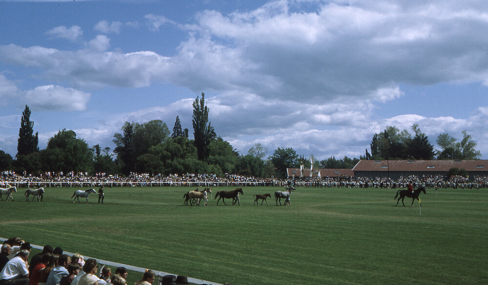 Hawke's Bay A &amp; P Show 