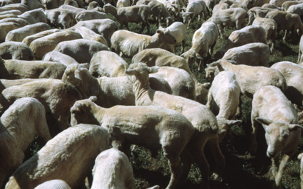 Sheep at the Hawkes Bay Show
