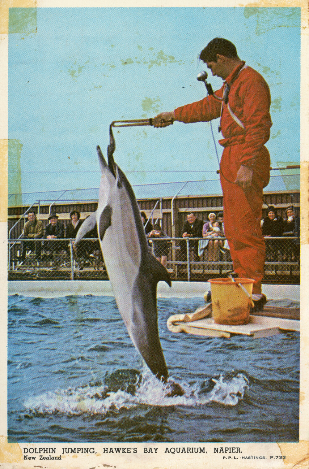 Dolphin Jumping at Aquarium