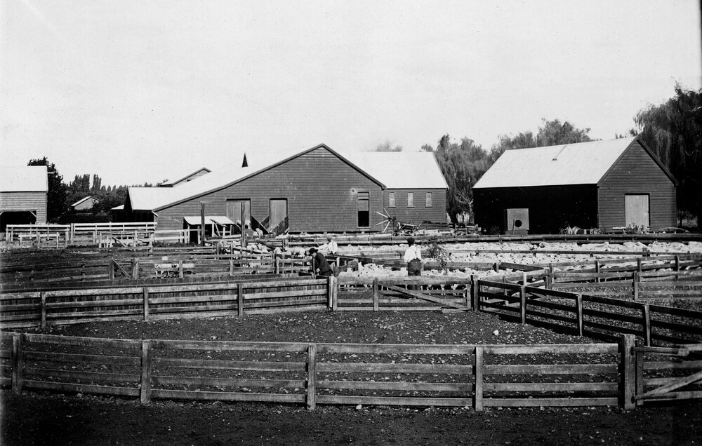 Crissoge Station Stockyards and Woolshed