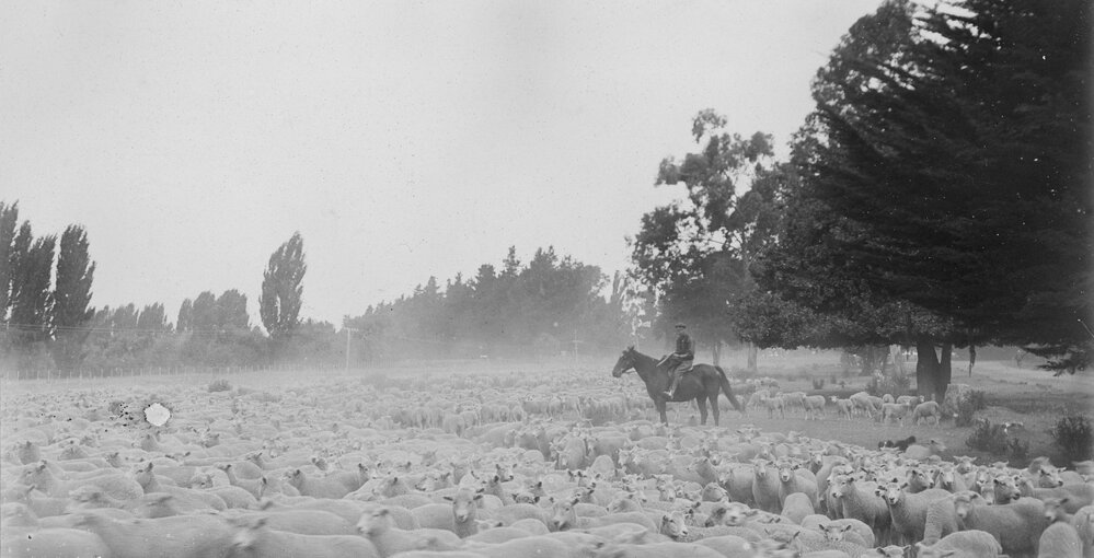 Drover with Sheep
