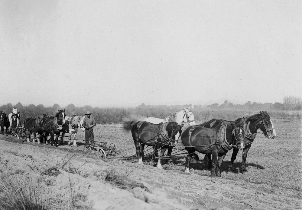 Horse Drawn Ploughs