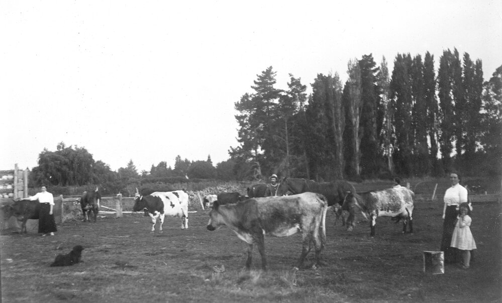 Family with Cows