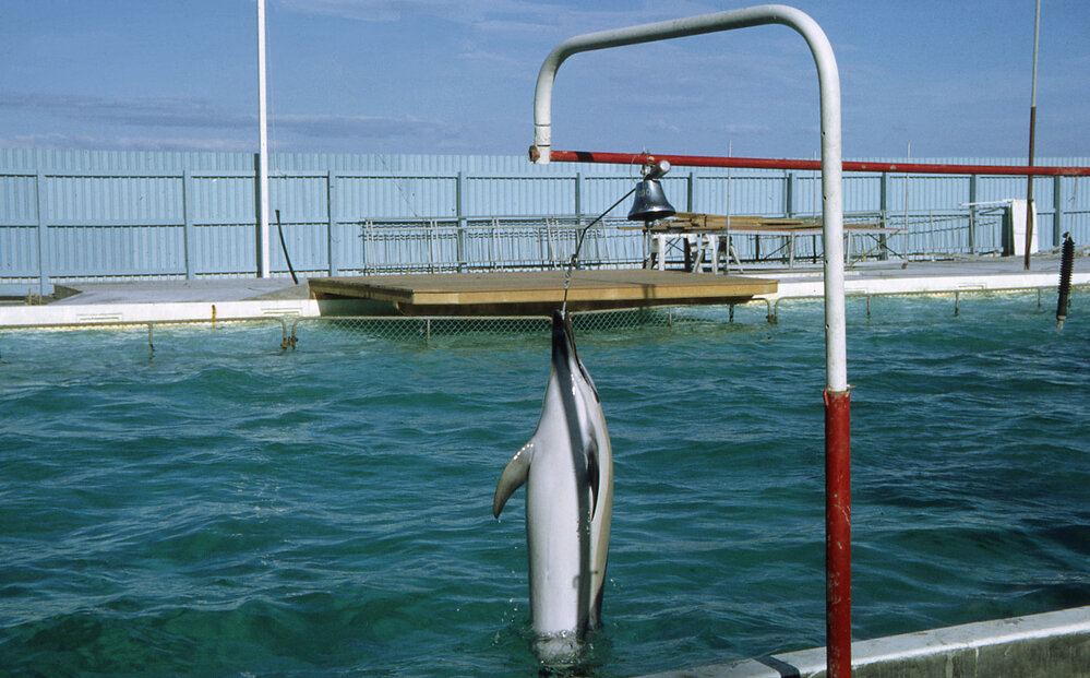 Marineland Dolphins