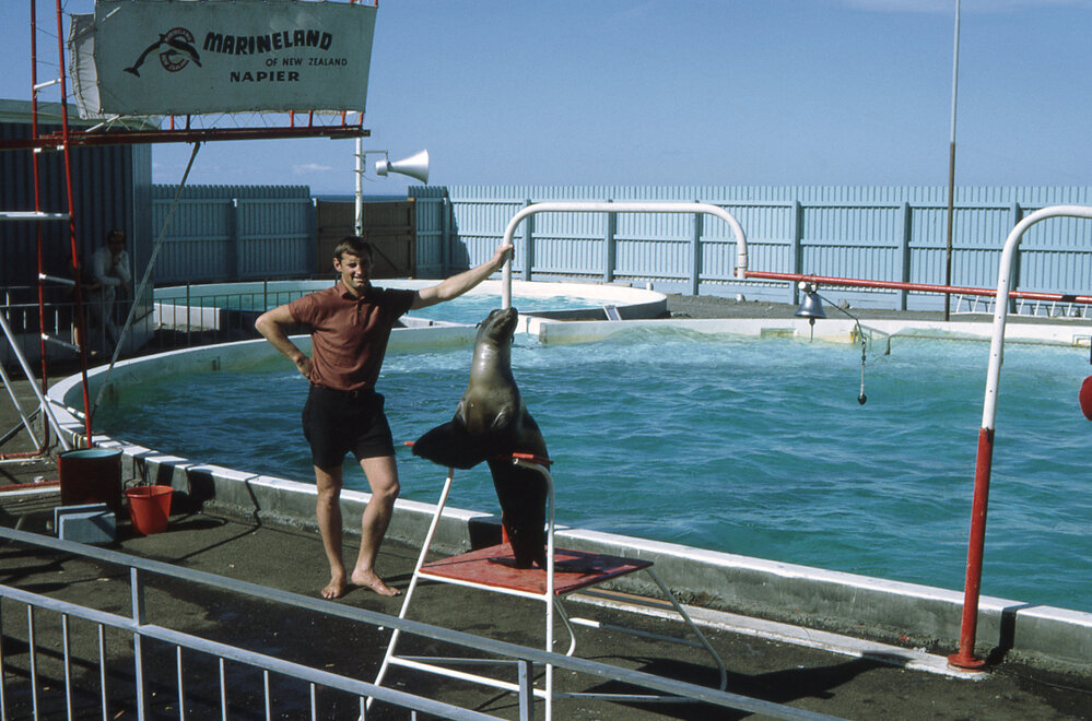 Marineland Seal