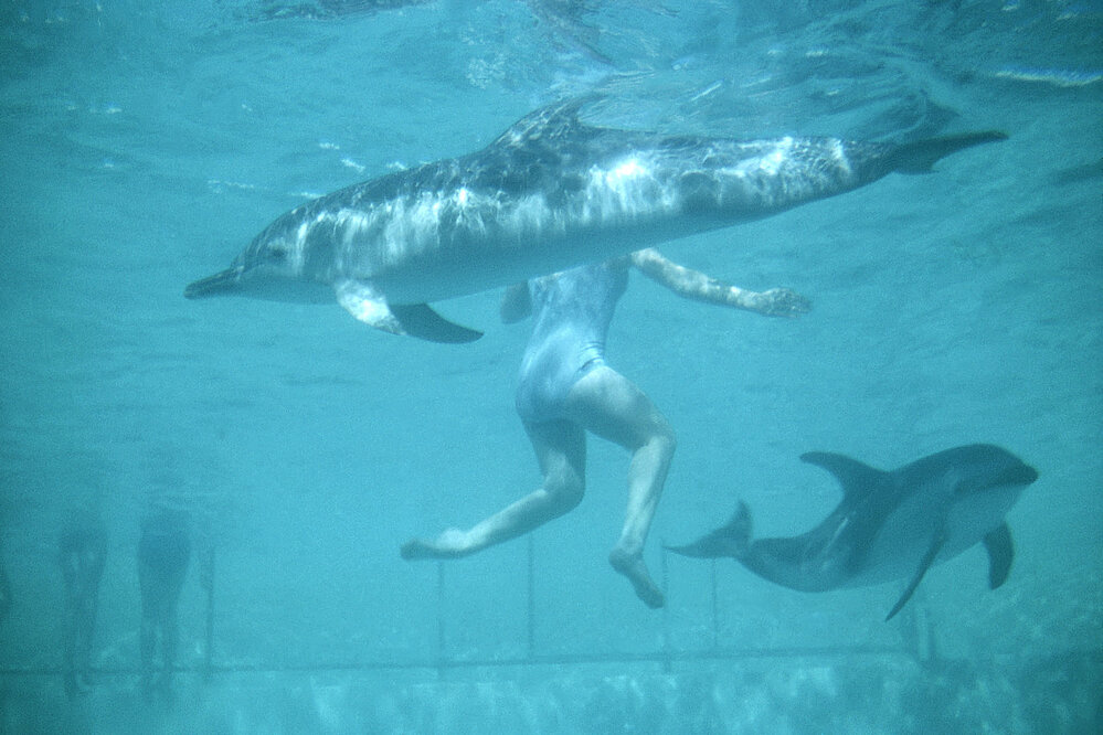Swimming with Dolphins