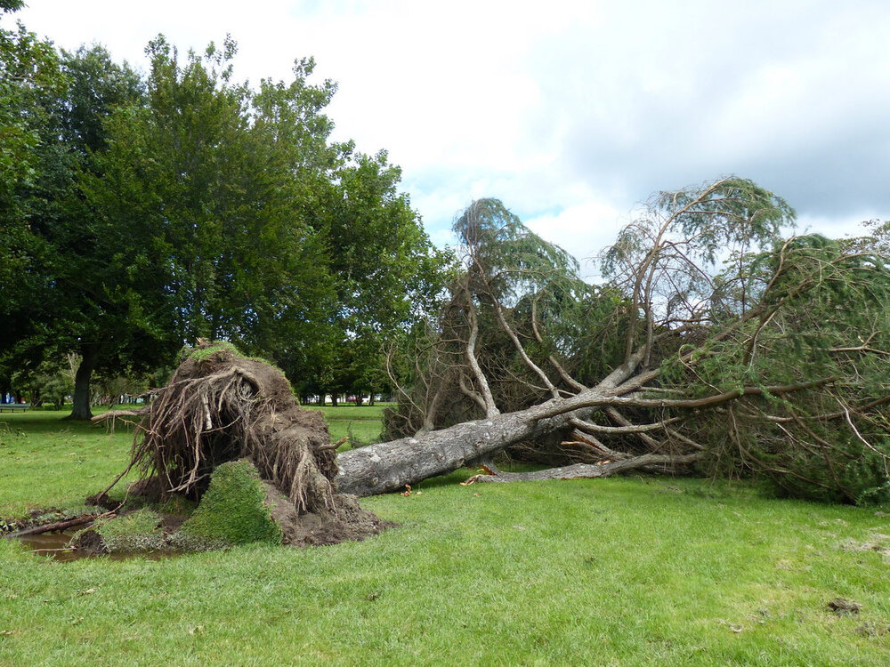 Tree in Anderson Park 2023