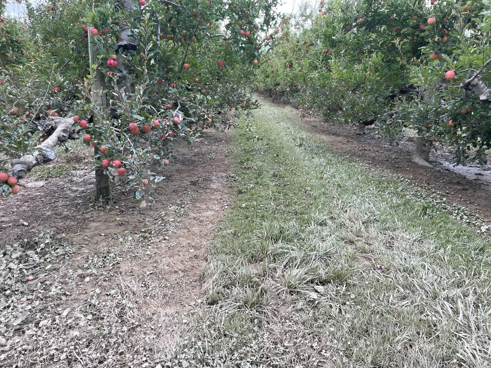 Apple Orchard