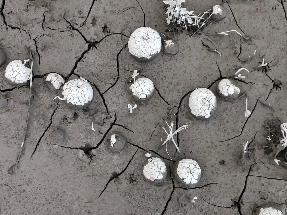 Apples in Silt