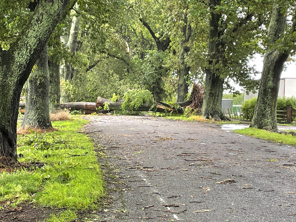 Oak Avenue