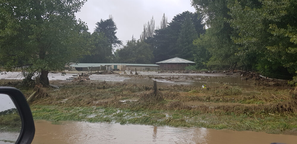 NZ Performance Horses