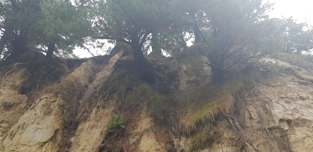 Trees on Bank