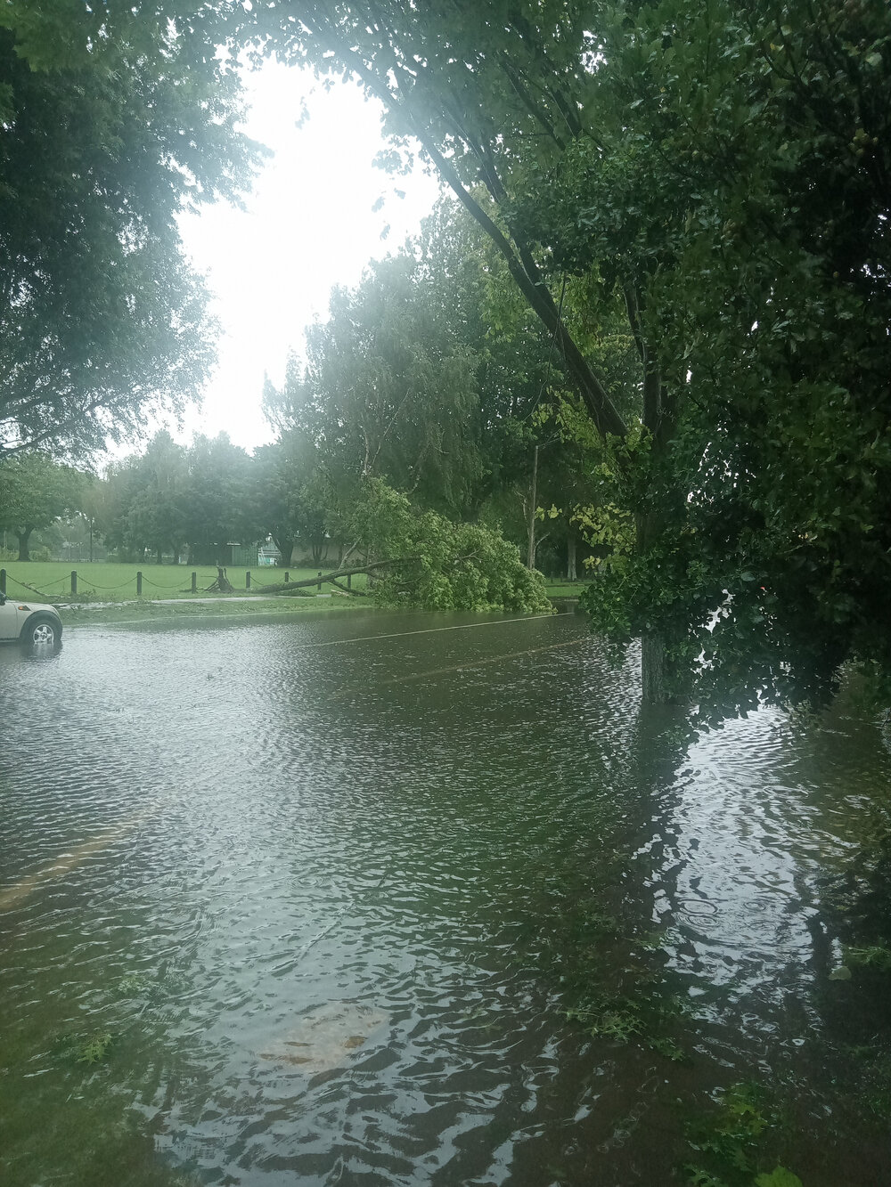 Fallen Tree Windsor Park 