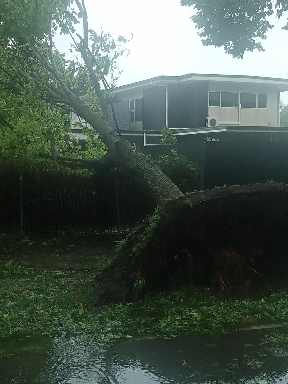 Fallen Tree Hastings 2023