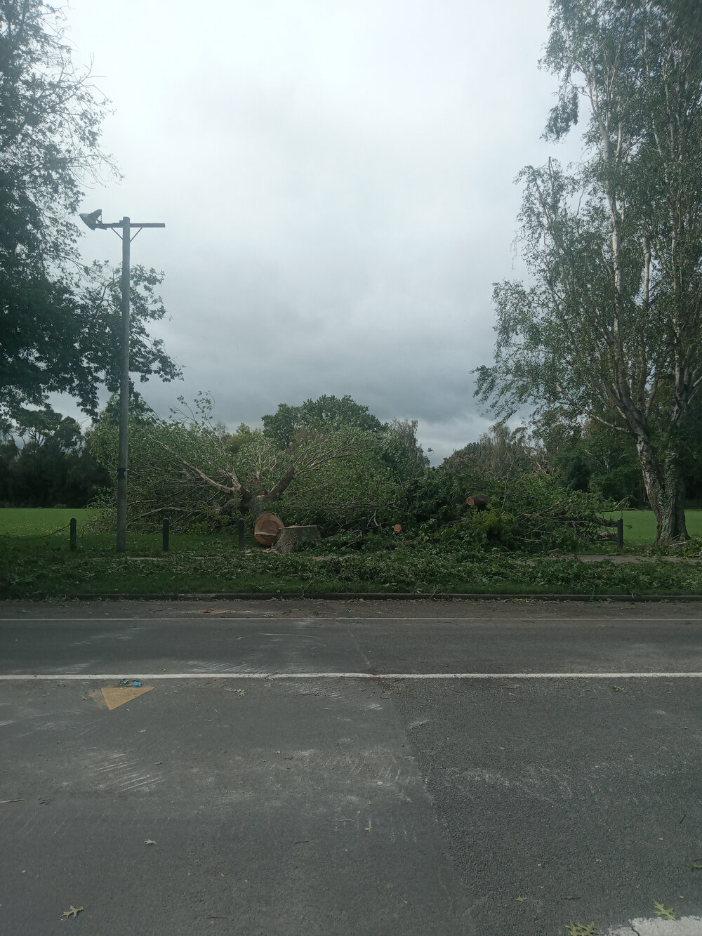 Tree in Windsor Park 2023