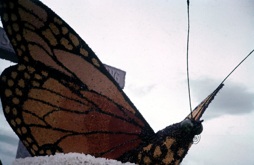 Monarch Butterfly on Float 1958