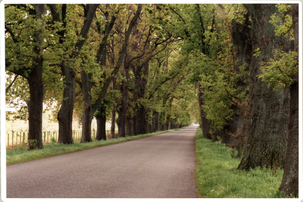 Oak Avenue Christmas Card