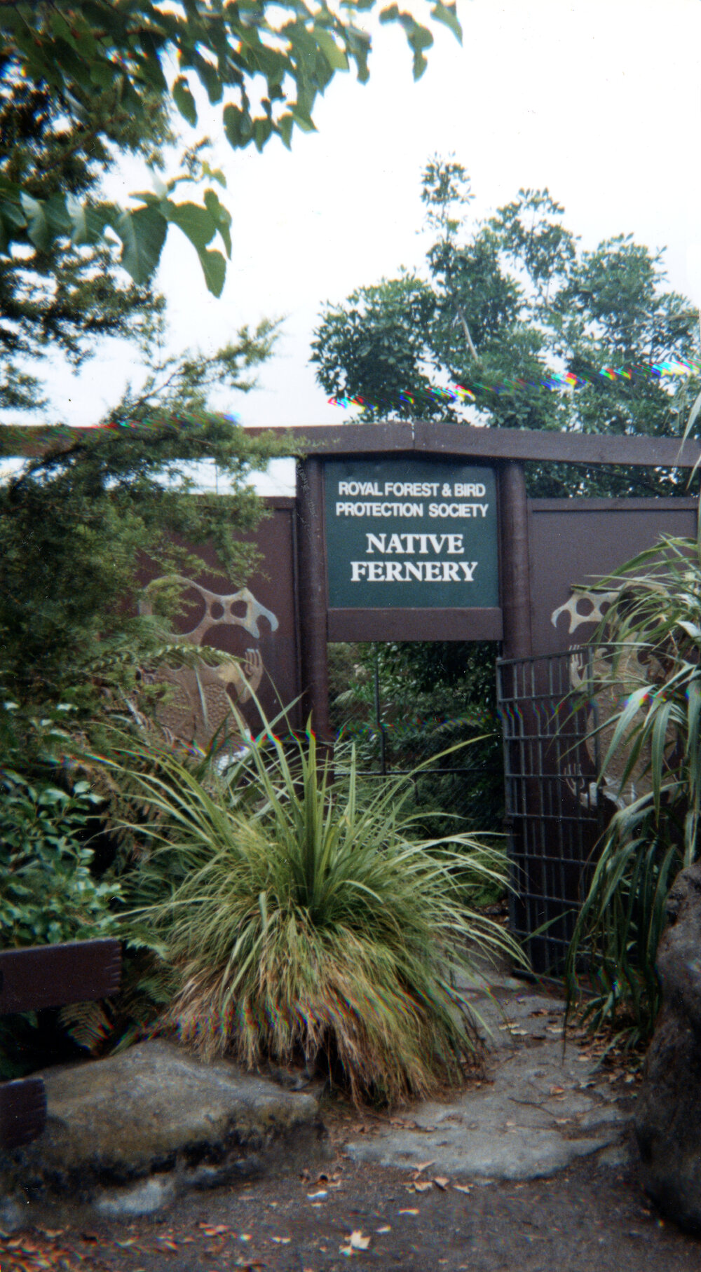 Native Fernery at Cornwall Park