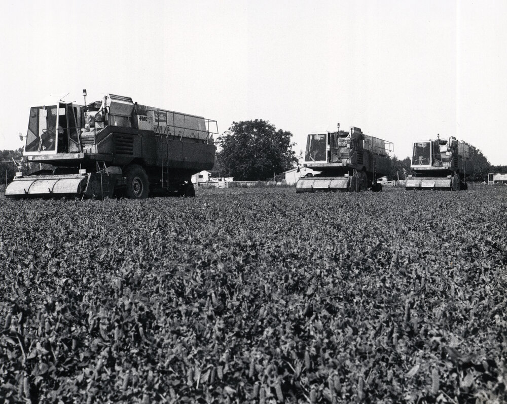 Pea Harvesting
