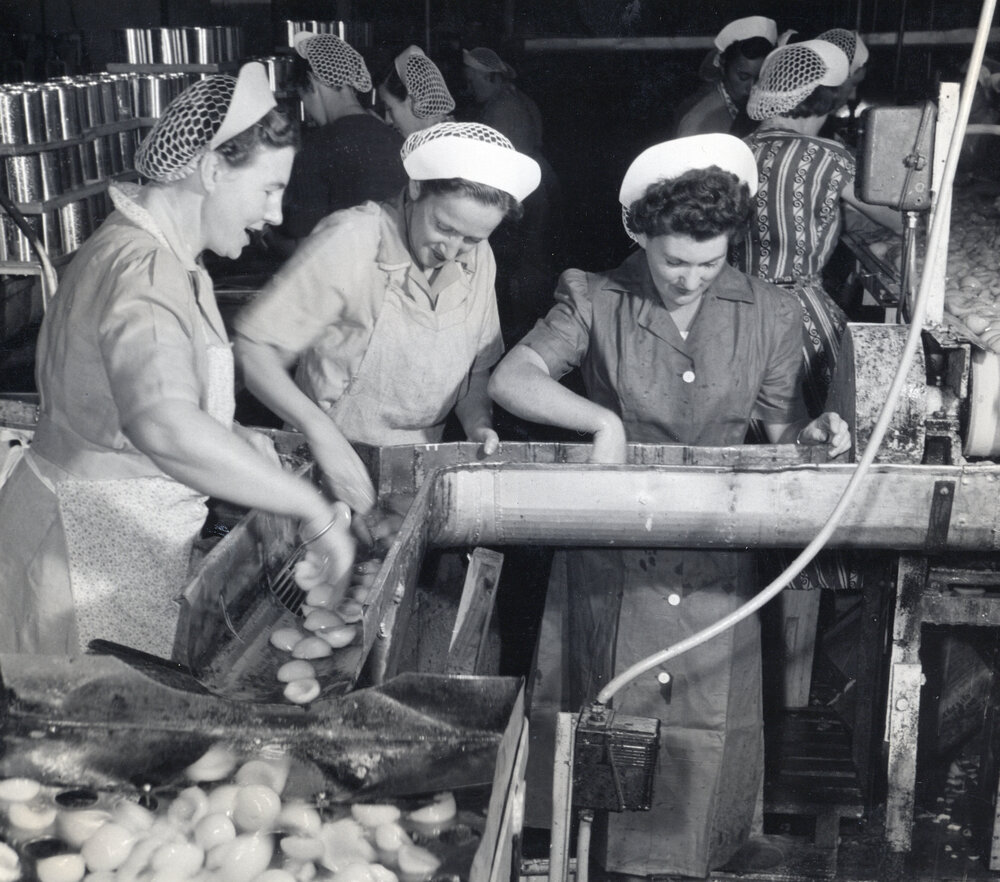Quality Control at J. Wattie Canneries