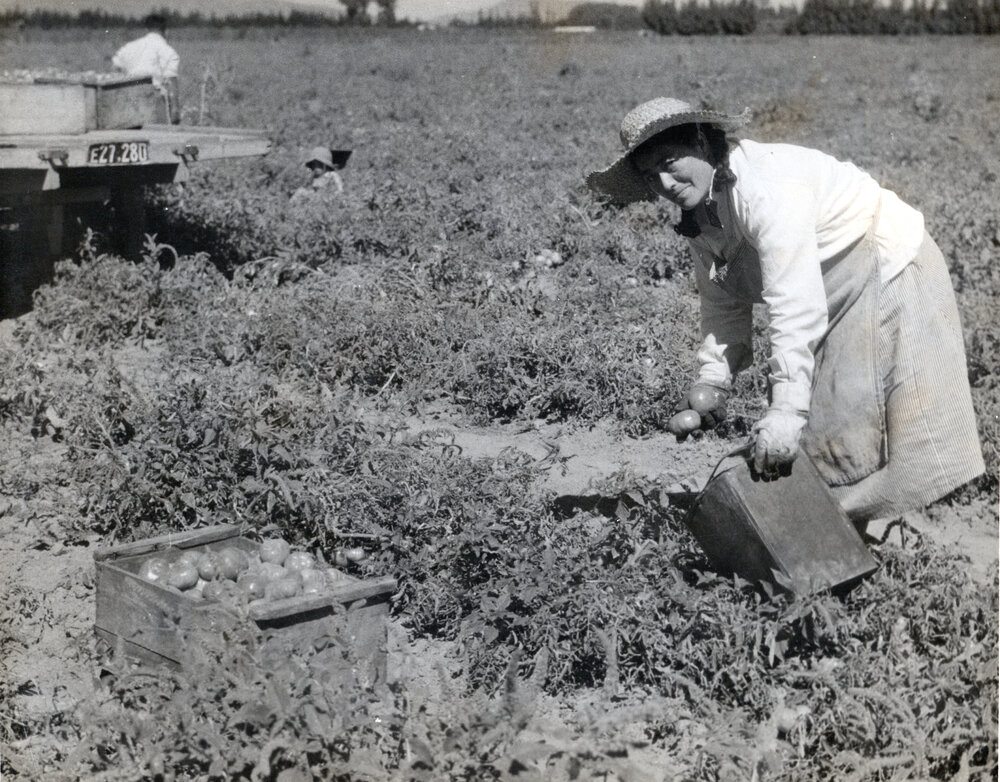 Picking Tomatoes