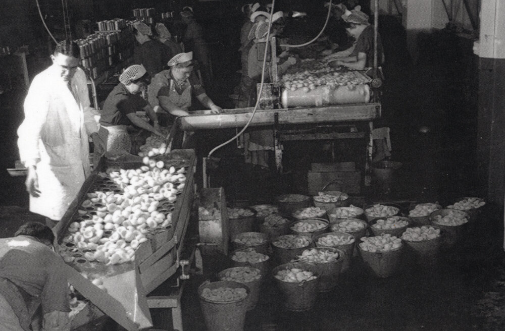 Sorting Peaches at Wattie's 