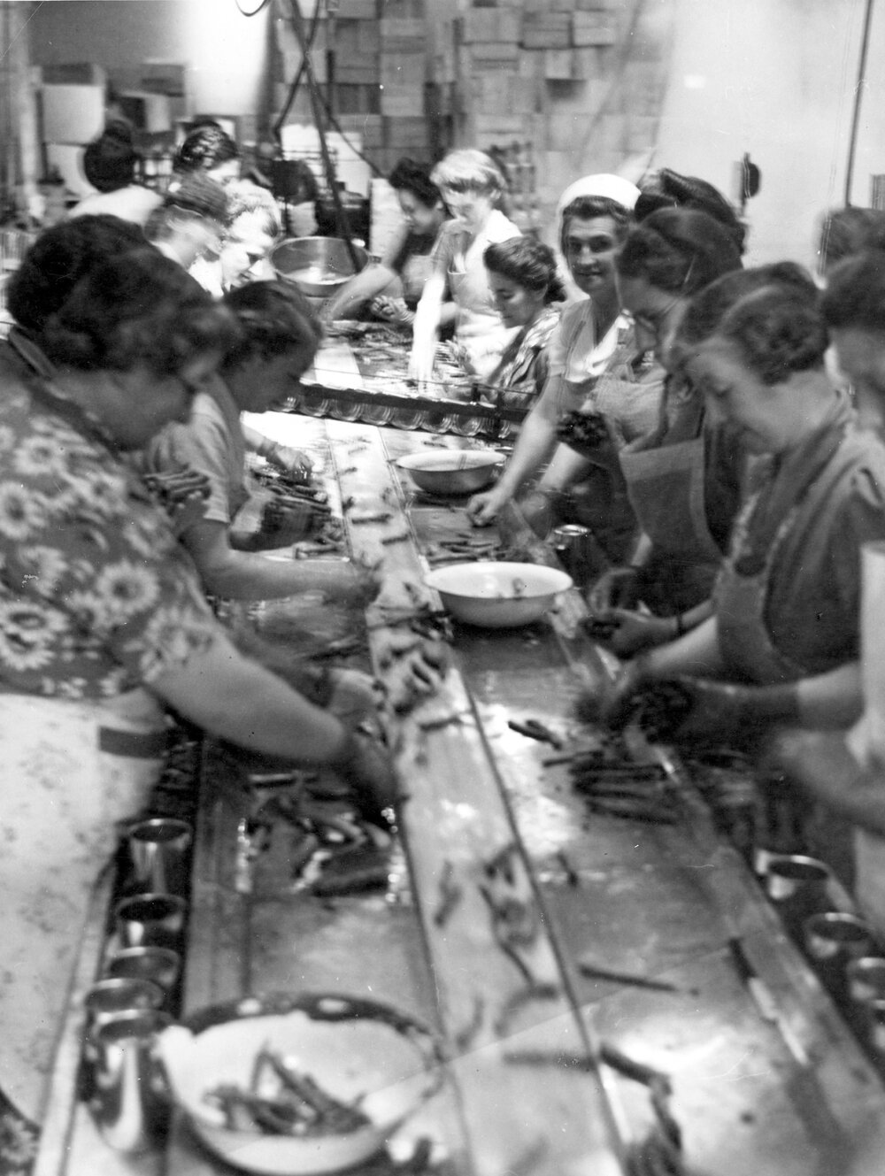 Sorting Asparagus at Wattie's 