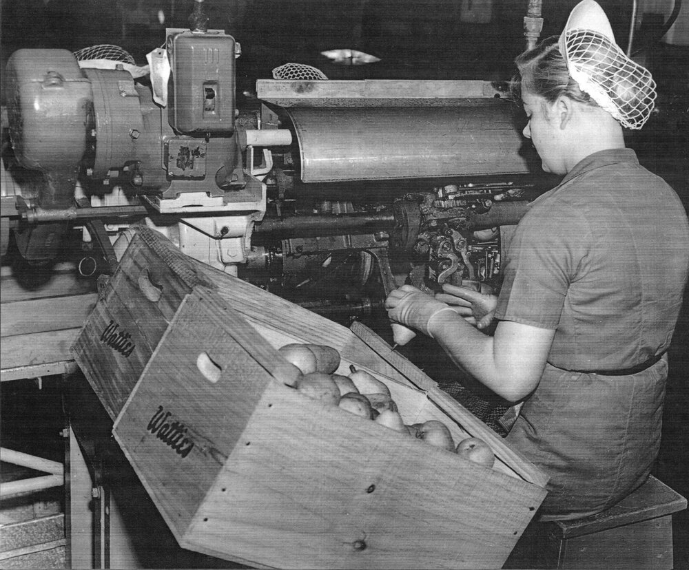 Peeling Pears for Canning