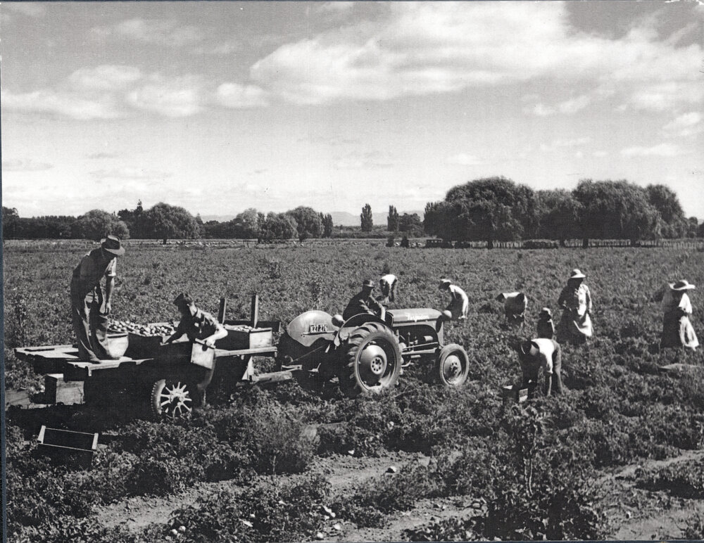 Harvesting Tomatoes